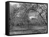 Apple Orchard-Bill Meadows-Framed Stretched Canvas