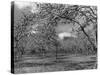 Apple Orchard-Bill Meadows-Stretched Canvas