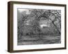 Apple Orchard-Bill Meadows-Framed Photographic Print