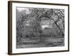 Apple Orchard-Bill Meadows-Framed Photographic Print