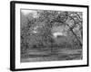 Apple Orchard-Bill Meadows-Framed Photographic Print