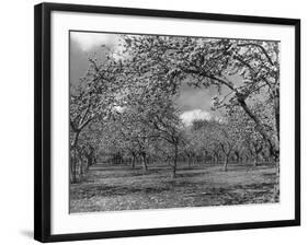 Apple Orchard-Bill Meadows-Framed Photographic Print