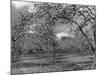 Apple Orchard-Bill Meadows-Mounted Photographic Print