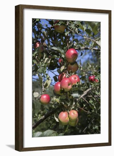 Apple Orchard-Lynn M^ Stone-Framed Photographic Print
