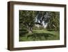 Apple Orchard-Lynn M^ Stone-Framed Photographic Print