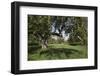 Apple Orchard-Lynn M^ Stone-Framed Photographic Print