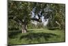 Apple Orchard-Lynn M^ Stone-Mounted Photographic Print