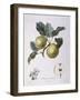 Apple Pomme D'Astracan Henry Louis Duhamel Du Monceau-null-Framed Giclee Print