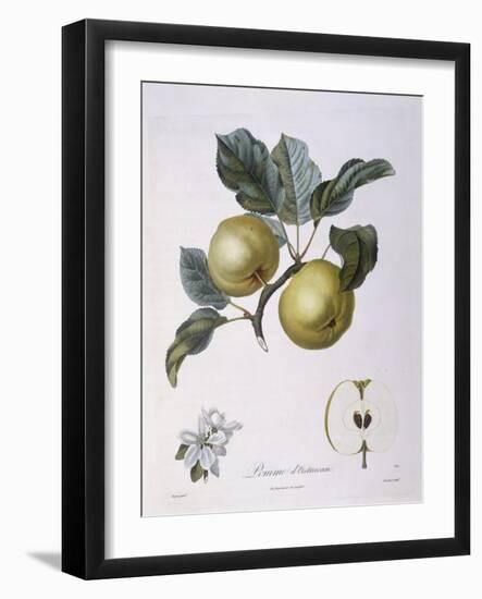 Apple Pomme D'Astracan Henry Louis Duhamel Du Monceau-null-Framed Giclee Print