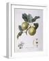 Apple Pomme D'Astracan Henry Louis Duhamel Du Monceau-null-Framed Giclee Print