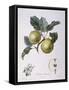 Apple Pomme D'Astracan Henry Louis Duhamel Du Monceau-null-Framed Stretched Canvas