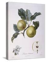 Apple Pomme D'Astracan Henry Louis Duhamel Du Monceau-null-Stretched Canvas