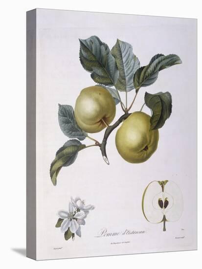 Apple Pomme D'Astracan Henry Louis Duhamel Du Monceau-null-Stretched Canvas