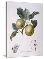 Apple Pomme D'Astracan Henry Louis Duhamel Du Monceau-null-Stretched Canvas