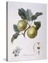 Apple Pomme D'Astracan Henry Louis Duhamel Du Monceau-null-Stretched Canvas