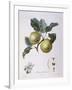 Apple Pomme D'Astracan Henry Louis Duhamel Du Monceau-null-Framed Giclee Print