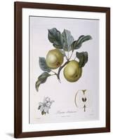 Apple Pomme D'Astracan Henry Louis Duhamel Du Monceau-null-Framed Giclee Print