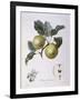 Apple Pomme D'Astracan Henry Louis Duhamel Du Monceau-null-Framed Giclee Print