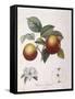 Apple Pomme De Chataignier Henry Louis Duhamel Du Monceau-null-Framed Stretched Canvas