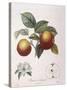 Apple Pomme De Chataignier Henry Louis Duhamel Du Monceau-null-Stretched Canvas
