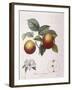 Apple Pomme De Chataignier Henry Louis Duhamel Du Monceau-null-Framed Giclee Print