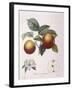 Apple Pomme De Chataignier Henry Louis Duhamel Du Monceau-null-Framed Giclee Print
