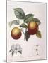 Apple Pomme De Chataignier Henry Louis Duhamel Du Monceau-null-Mounted Giclee Print