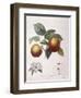 Apple Pomme De Chataignier Henry Louis Duhamel Du Monceau-null-Framed Giclee Print