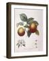 Apple Pomme De Chataignier Henry Louis Duhamel Du Monceau-null-Framed Giclee Print