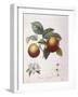 Apple Pomme De Chataignier Henry Louis Duhamel Du Monceau-null-Framed Giclee Print