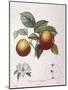 Apple Pomme De Chataignier Henry Louis Duhamel Du Monceau-null-Mounted Giclee Print