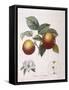 Apple Pomme De Chataignier Henry Louis Duhamel Du Monceau-null-Framed Stretched Canvas