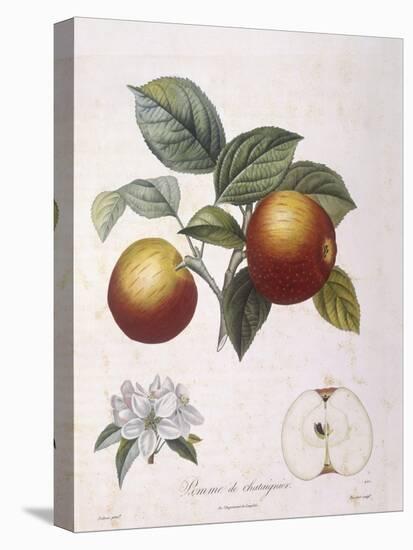 Apple Pomme De Chataignier Henry Louis Duhamel Du Monceau-null-Stretched Canvas