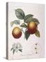 Apple Pomme De Chataignier Henry Louis Duhamel Du Monceau-null-Stretched Canvas