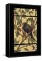 Apple Raven-Michele Meissner-Framed Stretched Canvas