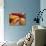 Apple Strudel, Switzerland, Europe-John Miller-Photographic Print displayed on a wall