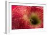 Apple Top-Steve Gadomski-Framed Photographic Print