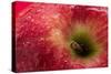 Apple Top-Steve Gadomski-Stretched Canvas