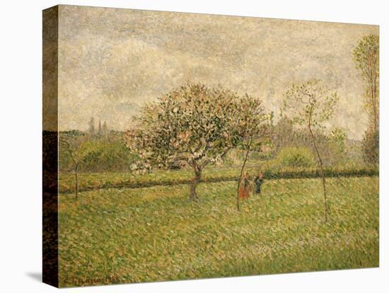 Apple Tree Blossom at Eragny-Camille Pissarro-Stretched Canvas