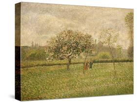 Apple Tree Blossom at Eragny-Camille Pissarro-Stretched Canvas