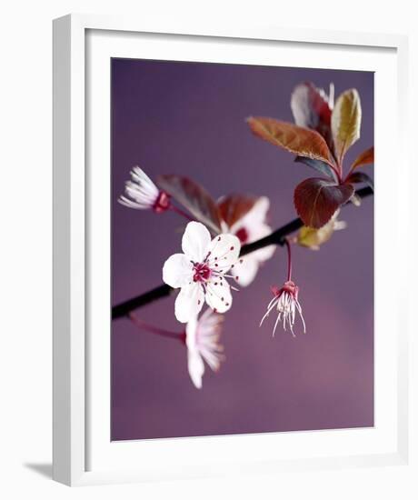 Apple Tree Branch-Amelie Vuillon-Framed Art Print