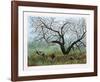 Apple Tree Flock-Allen Friedman-Framed Limited Edition