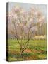 Apple Tree in Blossom, Pommiers en Fleurs-Henri Martin-Stretched Canvas