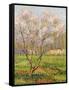 Apple Tree in Blossom, Pommiers en Fleurs-Henri Martin-Framed Stretched Canvas