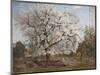 Apple Tree in Blossom-Carl Fredrik Hill-Mounted Giclee Print