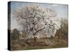 Apple Tree in Blossom-Carl Fredrik Hill-Stretched Canvas