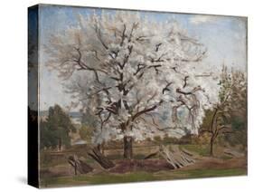 Apple Tree in Blossom-Carl Fredrik Hill-Stretched Canvas