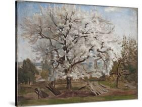 Apple Tree in Blossom-Carl Fredrik Hill-Stretched Canvas