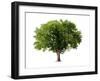 Apple Tree Isolated on a White Background-Jan Martin Will-Framed Photographic Print