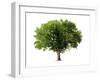 Apple Tree Isolated on a White Background-Jan Martin Will-Framed Photographic Print